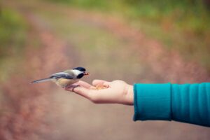 bird perches on open hand