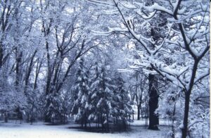 Snow on trees